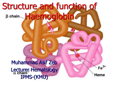 Structure and function of hemoglobin | PPT