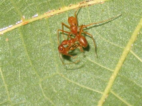 Ant Mimic Spider And Dead Weaver Ant Project Noah