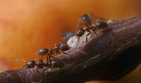 Bay Nature Magazine: Why Do Ants Enter My House When It's Warm?