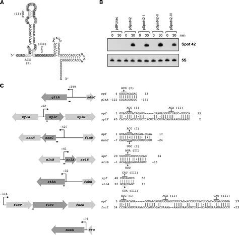 The Base Pairing Rna Spot 42 Participates In A Multioutput Feedforward