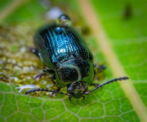 Download Insect Beetle Metallic Blue Body Wallpaper | Wallpapers.com