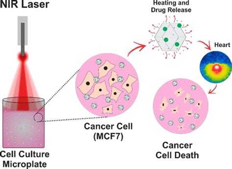 Multifunctional System Polyaniline Decorated Zif 8 Nanoparticles As A New Chemo Photothermal