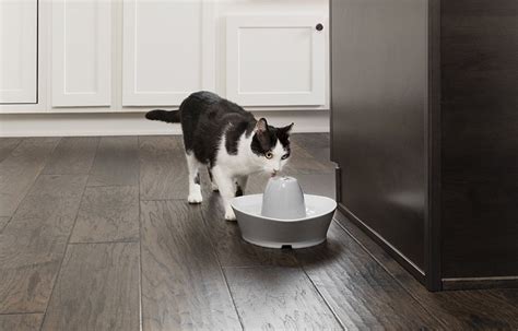 Best Ceramic Cat Water Fountains In Reviews Top Picks Pet