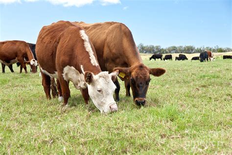 Beef Cattle Grazing In Pasture Photograph by Inga Spence