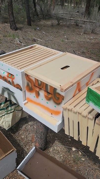 Installing Two Bee Nucs Into Hives Youtube