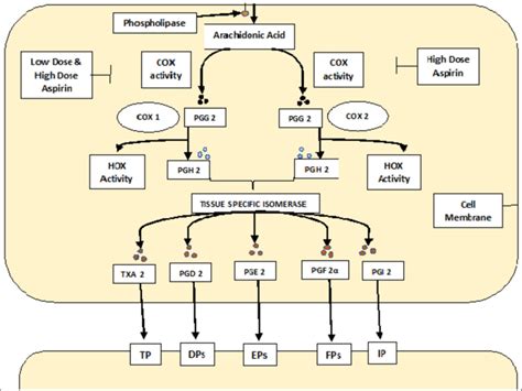 Mechanism of action of aspirin. | Download Scientific Diagram