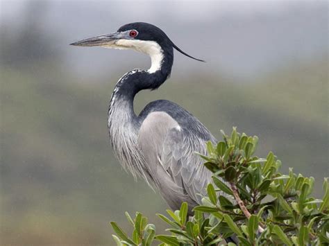 Common Birds Of Maasai Mara Kenya Birding Safaris Tours