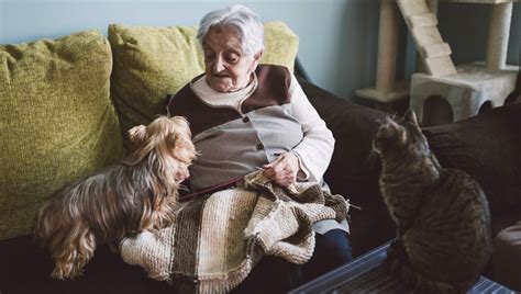 Lo Studio Vivere Con Un Cane O Un Gatto Rallenta Il Declino Cognitivo