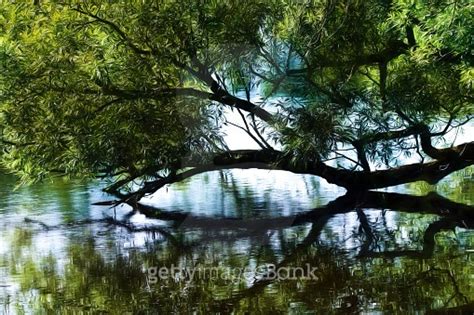 Digital Art Paint Effect Foliage Tree Reflection In Water 이미지