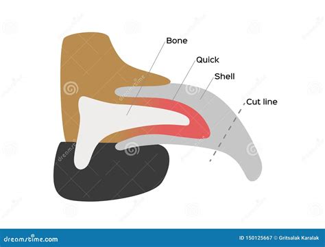 Dog Nail Structure Anatomy / Cartoon Vector | CartoonDealer.com #150125667