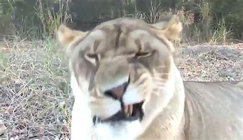 Various Animals Caught Sneezing Are Simply Adorable