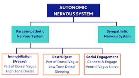 The Ventral Vagal System Keeping You Connected