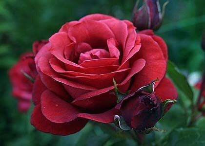 Роза фиджи негро фото - Дневник садовода Kateflowershop.ru
