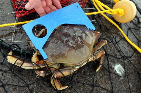 Dungeness Crab Season 2024 Puget Soundcast Lindy Tarrah