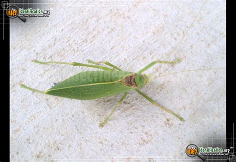 Katydid