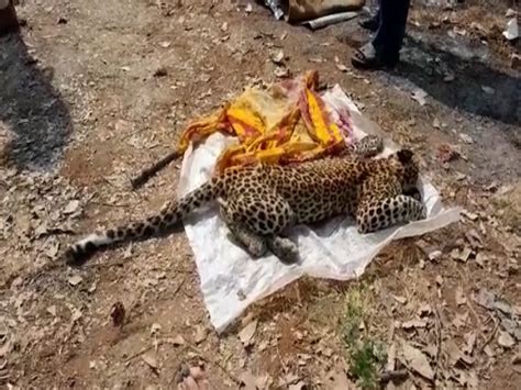 Dead Body Of Leopard Cub Found Near Deori Village Of Kanker District