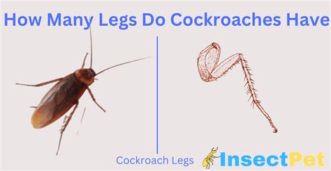 How Many Legs Does A Cockroach Have InsectPet