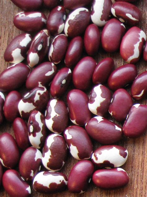 Growing Food Saving Seeds Chance Crossed Anasazi Beans