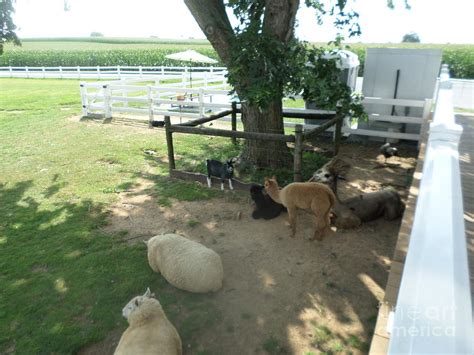 Resting Amish Animals Photograph by Christine Clark - Fine Art America