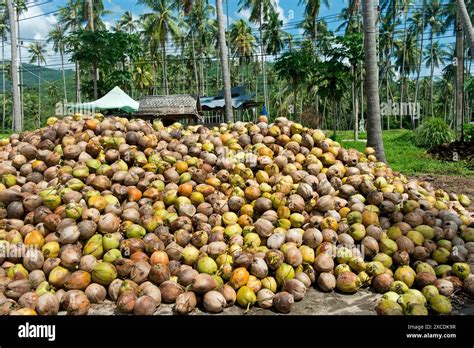 A Pile Of Fresh Coconuts Fruits Of The Coconut Palm Cocos Nucifera