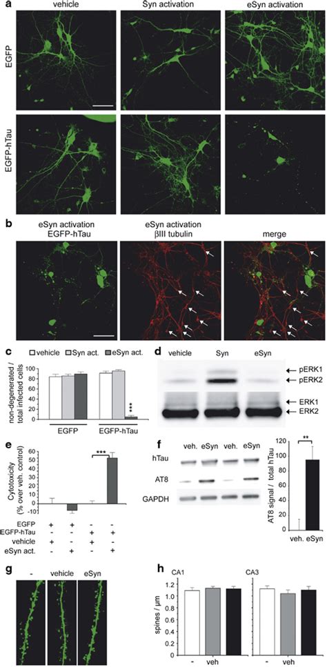 Extrasynaptic Nmdar Activation Induces Htau Dependent Toxicity In