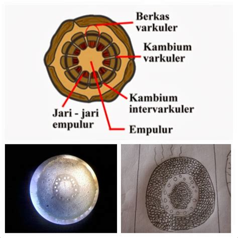 BIologi: TANAMAN MONOKOTIL "AKAR JAGUNG"