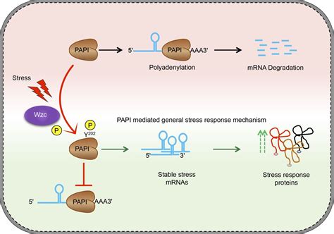 Tyrosine Phosphorylation Controlled Poly A Polymerase I Activity