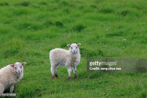 649 Icelandic Sheep Stock Photos High Res Pictures And Images Getty