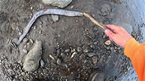 Check Out This Lamprey Eel Prehistoric Youtube