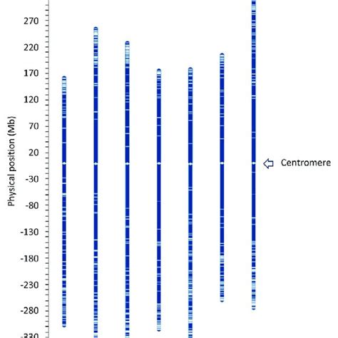 Distribution Of Polymorphic Snp Markers In D Genomes The Physical