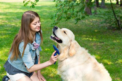 Consejos B Sicos Que Debes Tener En Cuenta Para Cuidar A Tu Mascota