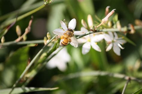 Abeille Pollinisation Insecte Photo Gratuite Sur Pixabay Pixabay