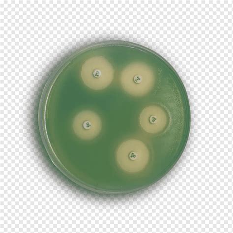 Agar Mueller Hinton Agar Agar Agar Garam Mannitol Agar Agar