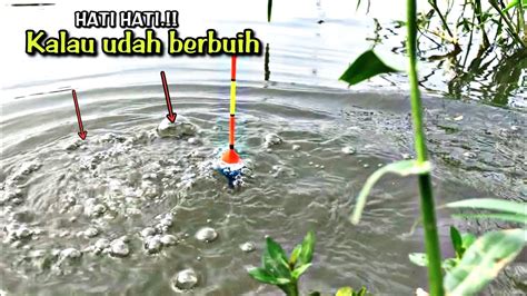 Rejeki Tak Terduga Mancing Ikan Di Sungai Surut Dapat Besar Besar