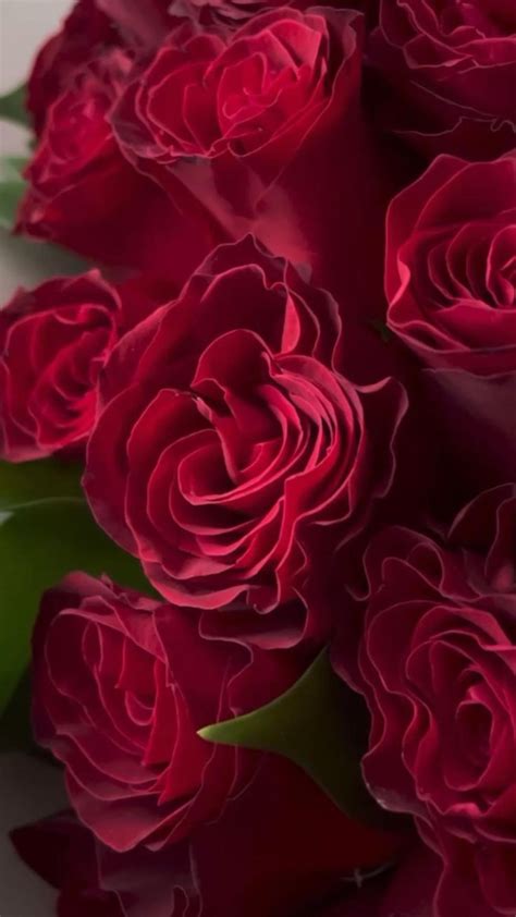 1🌹1 ️Роза ️ | Красные розы, Розы, Букет из роз