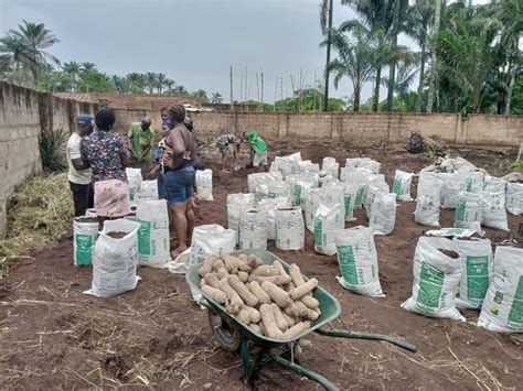 The New Method of Planting Yam Seedlings - GREENTREE FREEDOM ACADEMY