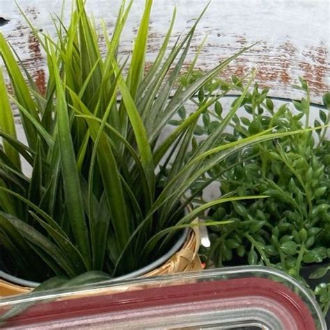 Some Plants That Are Sitting On A Table