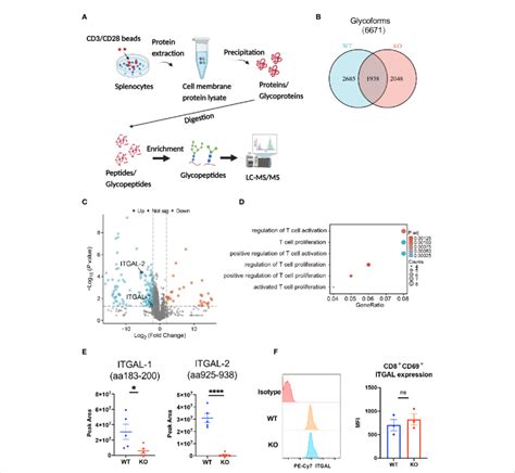 Glycoproteomic Analysis Of B4galt3 KO And WT Splenocytes A Schematic