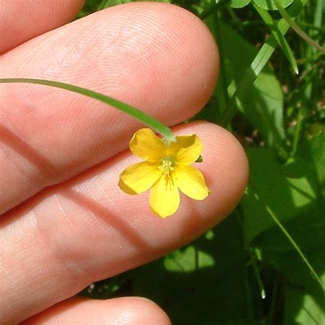 List 105 Wallpaper Weed With Little Yellow Flowers Latest