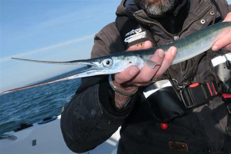 L orphie poisson à long bec divertissement