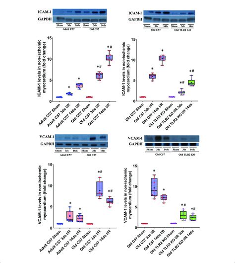 Toll Like Receptor Tlr 2 Knockout Ko Suppresses The Exaggerated Download Scientific