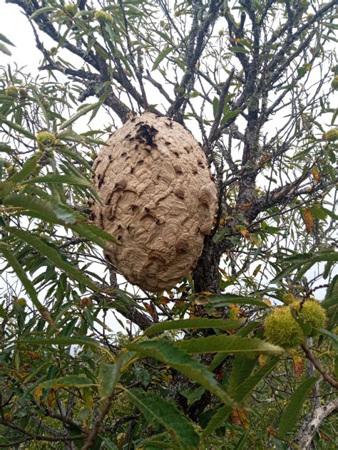 Aparece Un Nido De Avispa Asi Tica En La Provincia De Zamora