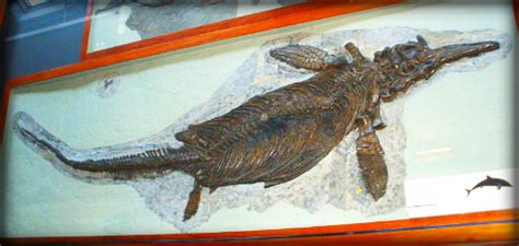 Mary Anning Discoveries Including Ichthyosaur Rocked Paleontology