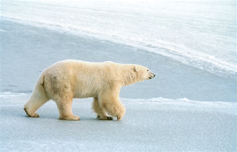 Lours Polaire Sa Majest Arctique De Lontario