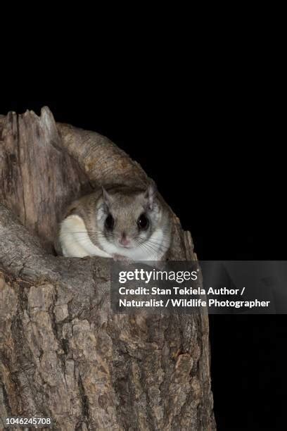 Southern Flying Squirrel Photos And Premium High Res Pictures Getty