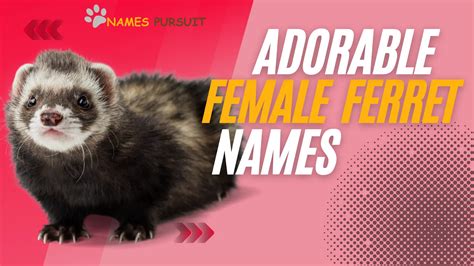 Female Ferret Names [150+ Adorable Options]