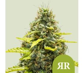 Venta De Semillas De Marihuana De Royal Queen Seeds La Huerta Grow Shop