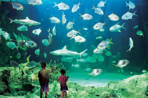 Sea Life Sydney Aquarium, Sydney | Ticket Price | Timings | Address: TripHobo