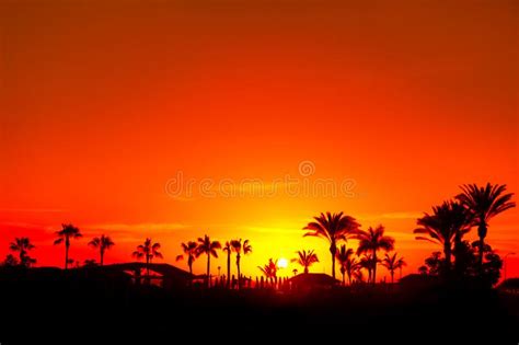 Tropical Sunset with Palm Trees Stock Image - Image of vacation, resort ...