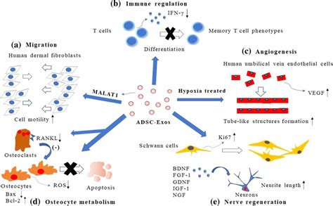 Functions Of ADSC Exos A To Enhance Proliferation Of HDFs By